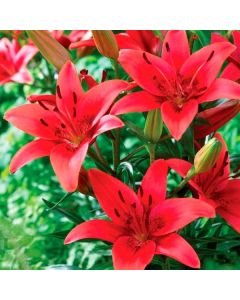 Lukovica Ljiljan - Lilium Asiatic Red 2/1	