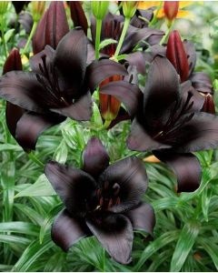 Lukovica Ljiljan - Lilium Asiatic Black 2/1	