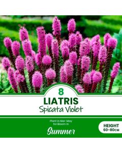 Lukovica Kraljevski klas, liatris - Liatris Spicata Violet 8/1	