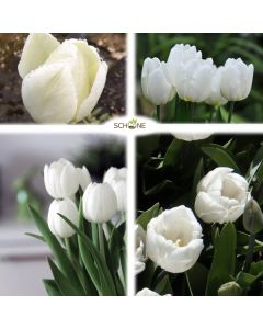 Lukovica Lala, tulipan - Tulipa White Prince 10/1	