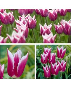 Lukovica Lala, tulipan - Tulipa Claudia 10/1	