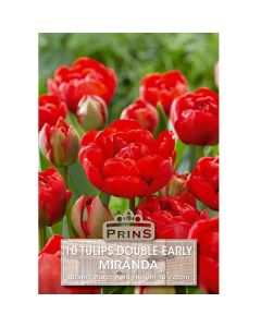 Lukovica Lala, tulipan - Tulipa Miranda 10/1	