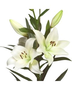 Lukovica Ljiljan - Lilium Asiatic White 2/1	