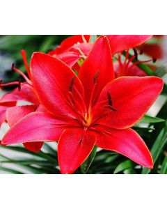 Lukovica Ljiljan - Lilium Asiatic Red 2/1	