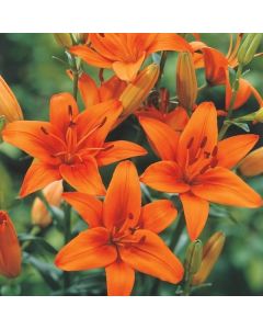 Lukovica Ljiljan - Lilium Asiatic Orange 2/1	