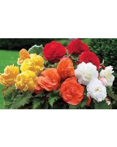 Lukovica Begonija - Begonia Camelia Mix 3/1	