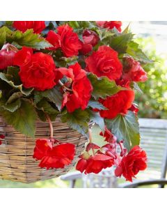 Lukovica Begonija - Begonia Pendula Red/White 3/1	