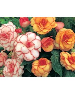 Lukovica Begonija - Begonia Picotee Mix 3/1	