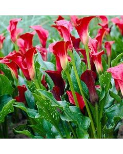 Lukovica Kala - Calla Majestic Red 2/1	