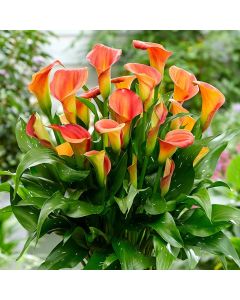 Lukovica Kala - Calla Sunset Passion 2/1	