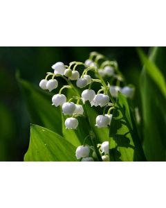 Lukovica Đurđevak - Convallaria White 3/1	