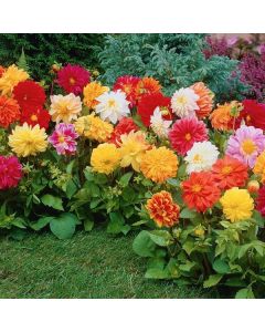 Lukovica Georgina, dalija - Dahlia Border Mix 3/1	