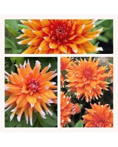 Lukovica Georgina, dalija - Dahlia Cactus Color Spectacle 1/1	