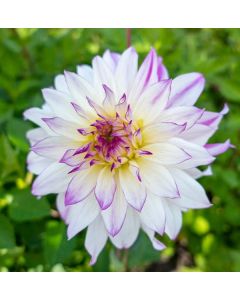 Lukovica Georgina, dalija - Dahlia Cactus Crazy Love 1/1	