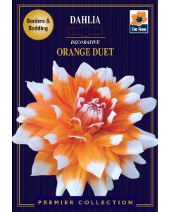 Lukovica Georgina, dalija - Dahlia Dec. Orange Duet 1/1	