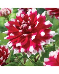 Lukovica Georgina, dalija - Dahlia Dec. Red Empire 1/1	