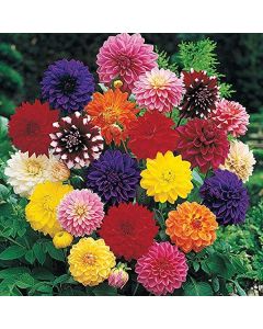 Lukovica Georgina, dalija - Dahlia Decorative Mix 3/1	