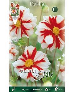 Lukovica Georgina, dalija - Dahlia Mignon Fire and Ice 1/1	