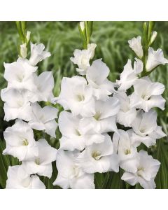 Lukovica Gladiola, sabljica - Gladiolus Fidelio 8/1	