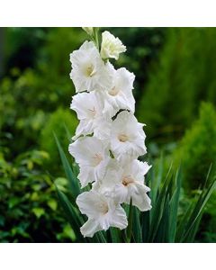 Lukovica Gladiola, sabljica - Gladiolus White Prosperity 10/1	