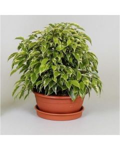 Ficus Benjamina Kinky 3pp 12/27