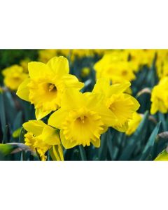 Narcissus dutch master 8/1