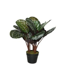 CALATHEA MIX 14/50