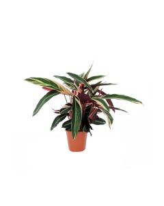 CALATHEA MIX 19/75