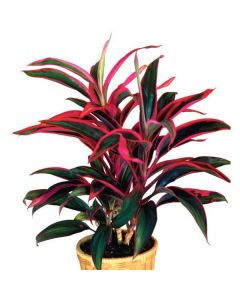 CORDYLINE MIX 13/55