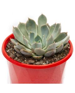 ECHEVERIA MIX 05/8