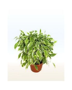 FICUS BENJ. MIX 14/55