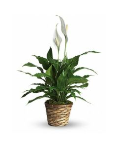 SPATHIPHYLLUM 09/30