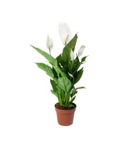 SPATHIPHYLLUM 17/75