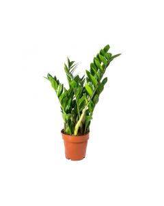 ZAMIOCULCAS ZAM. 14/35