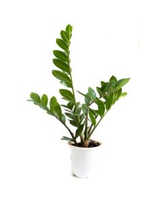 ZAMIOCULCAS ZAM. 14/55