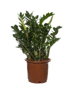 ZAMIOCULCAS ZAM. 17/70