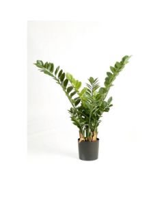 ZAMIOCULCAS ZAM. 27/100