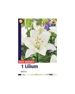 Lilium White 1/1