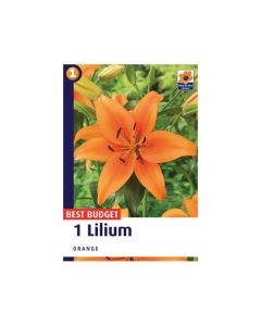 Lilium Orange 1/1