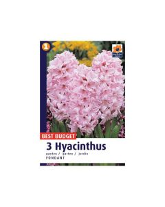 Hyacinthus Fondant 3/1